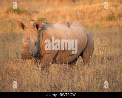 single adult White Rhinoceros or square-lipped rhinoceros(Ceratotherium simum) with 5 oxpecker birds in golden grass of East African savannah in Kenya Stock Photo