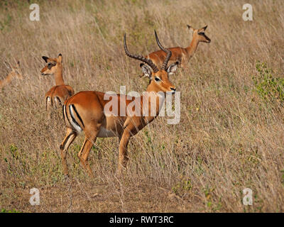 mature male impala (Aepyceros melampus) guards his harem of females in rich grassland of East African savanna in Nairobi National Park Kenya, Africa Stock Photo