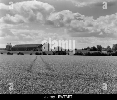 Field of ripening wheat and grain silo in South Cambridgeshire Stock Photo