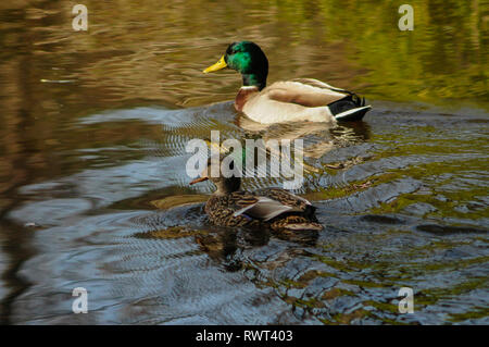 A pair of mallard ducks, male and female, on a pond at the five rivers environmental center in Delmar, New York USA Stock Photo