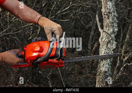 Man cutting trees using an electrical chainsaw in the forest. Stock Photo