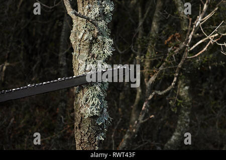 Man cutting trees using an electrical chainsaw in the forest. Stock Photo