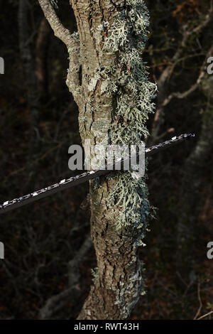 Man cutting trees using an electrical chainsaw in the forest. Stock Photo