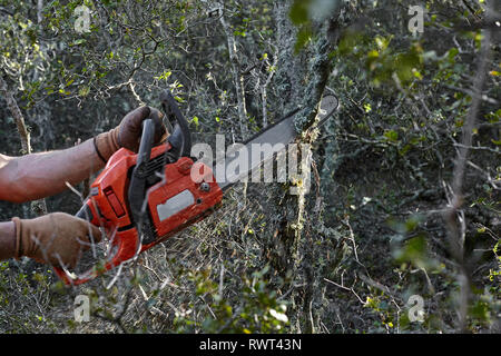Man cutting trees using an electrical chainsaw in the forest. Stock Photo