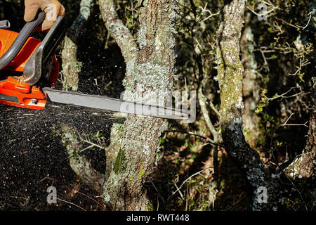 Man cutting trees using an electrical chainsaw in the forest. Stock Photo