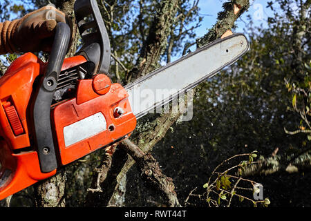 Man cutting trees using an electrical chainsaw in the forest. Stock Photo