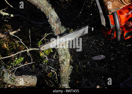 Man cutting trees using an electrical chainsaw in the forest. Stock Photo
