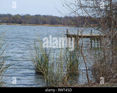 Reeds,Sycamore,Cedars and Cypress - OL Stock Photo