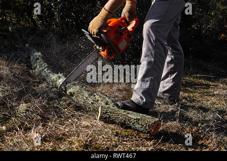 Man cutting trees using an electrical chainsaw in the forest. Stock Photo