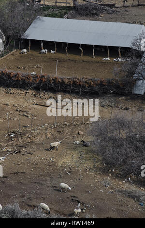 Aerial view of a corral with sheeps and goats. Stock Photo