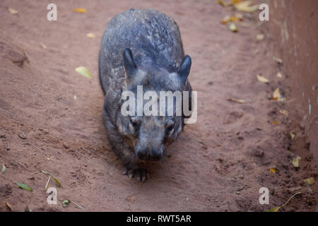 Gorgeous Burly Southern Hairy-Nosed Wombat burrows the sand in surrounded of yellow leaves Stock Photo