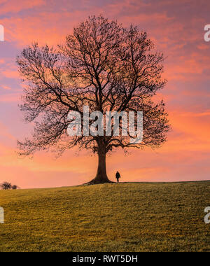 Sunset clouds behind a single leafless tree with a single person silhouetted against a dramatic sky. Stock Photo