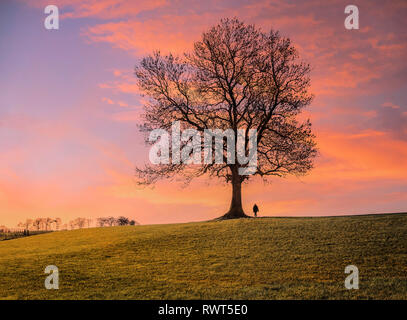 Sunset clouds behind a single leafless tree with a single person silhouetted against a dramatic sky. Stock Photo