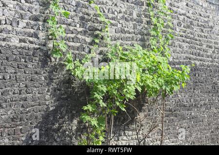Green plant on a black wall (Ari Atoll, Maldives) Stock Photo
