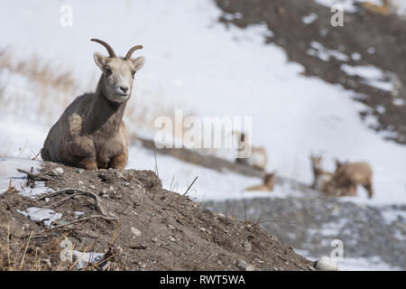 Rocky Mountain Bighorn Sheep (Ovis canadensis), Canmore, Alberta, Canada, Canadian Rockies in winter