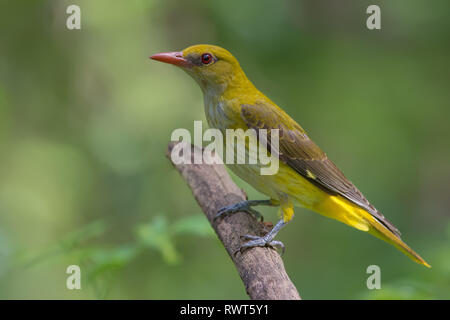 Eurasian golden oriole female posing on branch Stock Photo