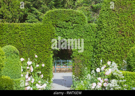 Garden path between pink roses, topiary plants through arch in the trimmed hedge leading to a blue metal bench . Stock Photo