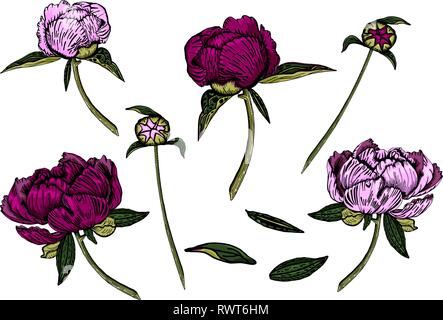 Vector illustration of colorful peony flowers, buds and leaves. Colorful paeony plants, isolated on white background, hand drawn. Stock Vector
