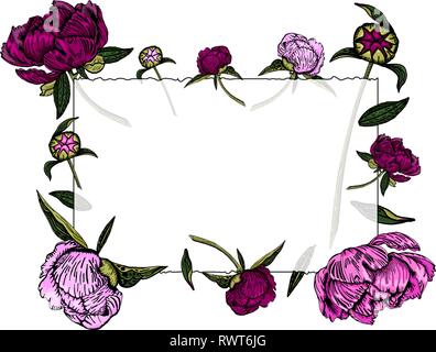 Vector illustration of transparent frame with magenta and light pink peony flowers, buds and leaves. Paeony border, isolated on white background. Colo Stock Vector