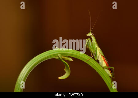 Praying mantis on a fern leaf, Mantodea, Rayagada, Odisha, India. Stock Photo