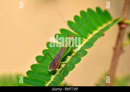 Praying mantis on a fern leaf, Mantodea, Rayagada, Odisha, India. Stock Photo