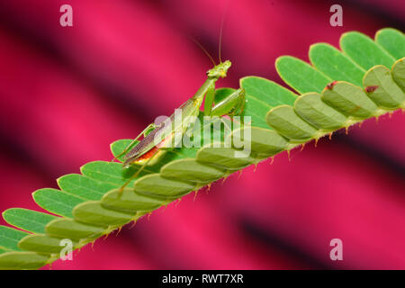 Praying mantis on flower, Mantodea, Rayagada, Odisha, India. Stock Photo