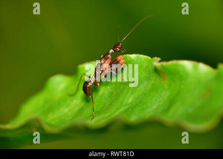 Odontomantis planiceps, Asian ant mantis species of praying mantis, Hyderabad, Telangana, India. Stock Photo