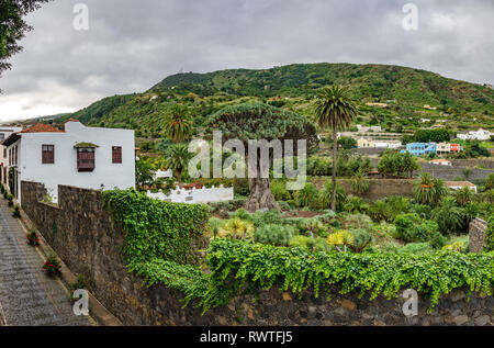 Famous Drago Milenario and street, Millennial Dragon Tree in Tenerife Stock Photo