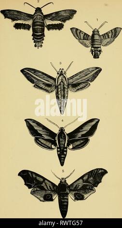 Elementary text-book of entomology (1892) Elementary text-book of entomology elementarytextbo00kirb Year: 1892  Plate LVIII.