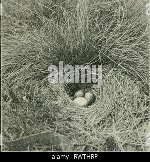 The Emu (1901) Stock Photo