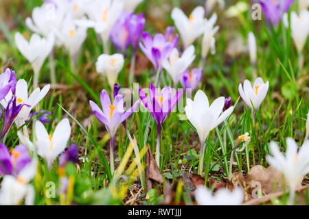 Crocus flowers on meadow in spring Stock Photo
