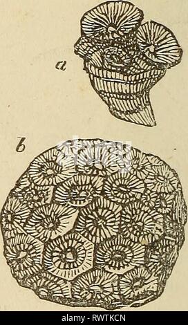 Elements of geology, or, The Elements of geology, or, The ancient