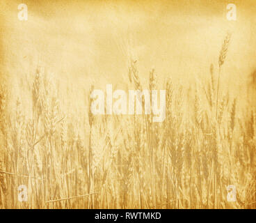 old paper. field of wheat. sepia Stock Photo