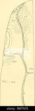 The elasmobranch fishes (1934) The elasmobranch fishes elasmobranchfish03dani Year: 1934  260 THE ELASMOBRANCH FISHES Stock Photo