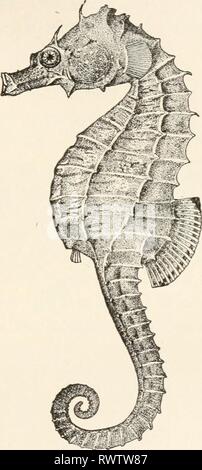 Elements of comparative zoology (1904) Elements of comparative zoology elementsofcompar1904king Year: 1904  FISHES. 335 lives of this group, which, however, occurs as fossils in very old rocks. They have scaly bodies, diphycercal tail,    FIG. 136.—Sea-horse (Hippocampus heptagonus). After Goode. Stock Photo