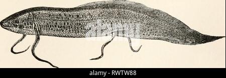 Elements of comparative zoology (1904) Elements of comparative zoology elementsofcompar1904king Year: 1904  FIG. 136.—Sea-horse (Hippocampus heptagonus). After Goode.    FIG. 137.—African lung-fish (Protopterus annectens). After Boas. spiral valve, and a swim-bladder which is used as a lung. Both pectoral and ventral fins are present, and these are Stock Photo