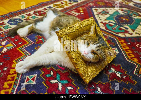 The tabby white puss lies on the colorful carpet in retro bronze frame on the neck. Stock Photo