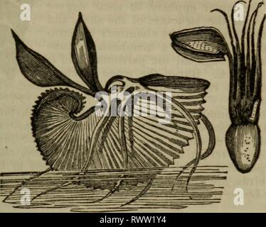 Elements of zoology, or, Natural Elements of zoology, or, Natural history of animals / ed. by D.M. Reese elementsofzoolog00rees Year: 1849  ORDER TETRABRANCHIATA. 44 7 leresring one), and that the expanded arms are spread over the sides of the shell, meeting along its keel or edge, and almost completely enclosing it. It is by these, indeed, rather than by the surface of the body itself, that the calcareous secretion is poured out for the enlargement or reparation of the shell. By the action of the arms, the argonaut swims backwards in the same manner as other Octopi; and it can also creep alon Stock Photo