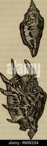 Elements of zoology, or, Natural Elements of zoology, or, Natural history of animals / ed. by D.M. Reese elementsofzoolog00rees Year: 1849  454 ZOOLOGY. which is very hard and porcvllanous in its texture, encloses the whole previous shell. * Young Shell. Stock Photo