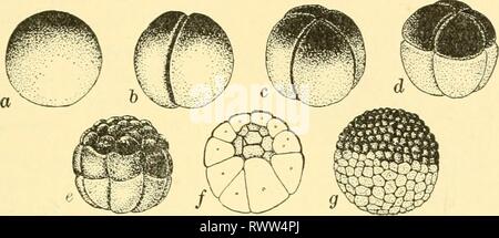 Elementary biology; an introduction to Stock Photo