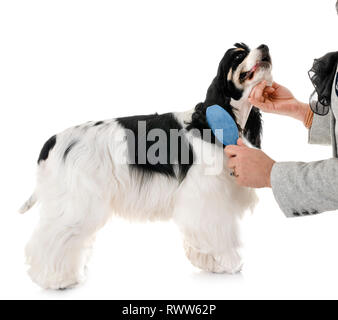 american cocker spaniel in front of white background Stock Photo