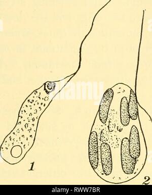 Elementary biology; an introduction to Stock Photo