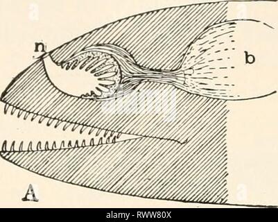 Elements of comparative zoology (1904) Elements of comparative zoology elementsofcompar1904king Year: 1904  302 SYSTEMATIC ZOOLOGY. membrane have only external nostrils, but in all others they are placed at one side of a tube, which leads from the external nostril to the back part of the mouth. Hence a Stock Photo