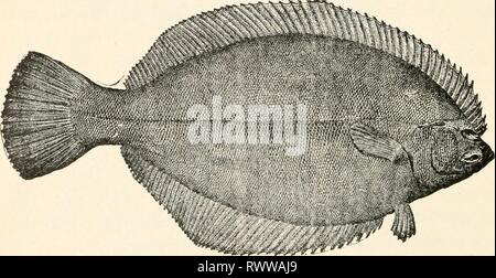 Elements of comparative zoology (1904) Elements of comparative zoology elementsofcompar1904king Year: 1904  FIG. 129.—Cod (Gadus morrhua). After Storer. said to be the richest banks in the world, honoring every draft upon them. Allied to the cod is the strange group of flatfishes, the halibut, flounders (fig. 130), turbot, and the like. In    FIG. 130.—Winter Flounder (Pseudopleuronectes americanus). After Goode. early life these are symmetrical like other fishes, but as they grow older they turn over on one side, and then the Stock Photo