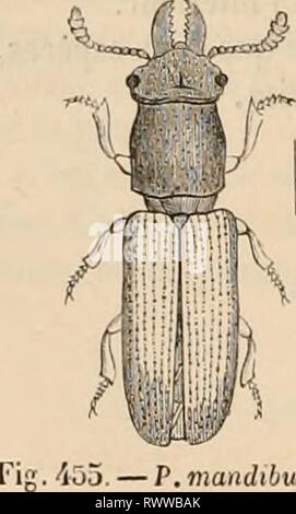 Encyclopédie d'histoire naturelle; ou, traité EncyclopÃ©die d'histoire naturelle; ou, traitÃ© complet de cette science d'aprÃ¨s les travaux des naturalistes les plus Ã©minents de tous les pays et de toutes les Ã©poques: Buffon, Daubenton, LacÃ©pÃ¨de, G. Cuvier, F. Cuvier, Geoffroy Saint-Hilaire, Latreille, De Jussieu, Brongniart, etc encyclopdiedhi15chen Year: [186-?-187-?]  274 HISTOIRE NATURELLE. S''' GENRE. â TROGOSITE. TROGOSITA. Olivier, 1790 Entomologie de l'EncyclopÃ©die mÃ©iliodiqne. Tp(i)'jti), je raclo; cito;, blÃ©. Fig. 454. â T. llauri tanica. Antennes plus courtes que le corselet, Stock Photo