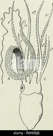 Elements of Comparative Anatomy (1878) Elements of Comparative Anatomy elementsofcompar78gege Year: 1878  APPENDAGES OF MOLLUSCA. 327 all Dibraucliiata. The arms of tlie Octopoda, like tlie similar cues in the Decapoda, are connected together at their bases by a web, ex- cepting the pair which are nearest to the sides of the funnel. This connecting membrane extends farther in some Octopoda ; sometimes over a few of the arms only (four in Tremoctopus), or oyer them all (Histioteuthis, more completely in Cirroteuthis), and is continued right up to the tips of the arms. The suckers are special st Stock Photo