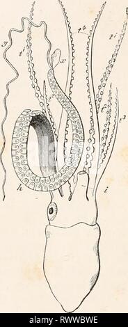 Elements of comparative anatomy (1878) Elements of comparative anatomy elementsofcompar00gege Year: 1878  APPENDAGES OF MOLLUSCA. 3^7 all Dibranchiata. The arms of the Octopoda, like the similar ones in the Decapoda, are connected together at their bases by a web, ex- cepting the pair which are nearest to the sides of the funnel. This connecting membrane extends farther in some Octopoda ; sometimes over a few of the arms only (four in Tremoctopus), or over them all (Histioteuthis, more completely in Cirroteuthis), and is continued right up to the tips of the arms. The suckers are special struc Stock Photo