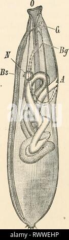 . Elementary text-book of zoology. Plate XI.âFirst Dissection of Rabbit ...