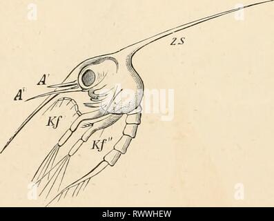 Elementary text-book of zoology (1884) Elementary text-book of zoology elementarytextbo0101clau Year: 1884  466 CRUSTACEA. filaments and hairs on the surface of the anterior antenna? have the value of olfactory organs; the antenna? function as tactile organs, as do also the palps of the jaws, the maxillipeds and the legs. The generative organs are paired and lie in the thorax or in the abdomen (titomatopoda), and, as a rule, are connected across the middle line by a median portion. The female organs consist of two ovaries and two oviducts, which open on the basal joint of the antepen- ultimate Stock Photo