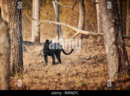 the elusive Black panther, melanistic  Indian leopard, (Panthera pardus fusca), Kabini, Nagarhole Tiger Reserve, Karnataka, India Stock Photo